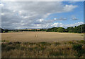 Cereal crop near Nether Careston