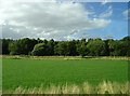 Grazing towards Roughpark Wood