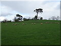 Hillside grazing, Habers Hill