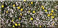 Dandelions and petals, London N14