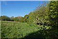 Grassy area and woods