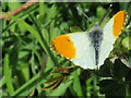 Orange Tip