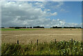 Cereal crop near Brechin