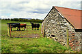 Cattle and shed, Bancran