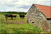 H5371 : Cattle and shed, Bancran by Kenneth  Allen