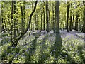 Bluebells in Street Copse