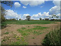 Cereal field near Ravenstone