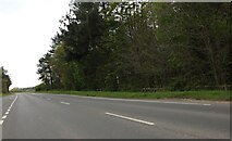 TF6206 : Lynn Road approaching Stow Bardolph by David Howard