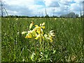 SP3501 : Cowslips, Chimney Meadows National Nature Reserve by Vieve Forward