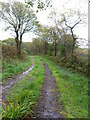 Track lined with bluebells