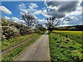 The York to Selby Cycle path near Naburn Wood