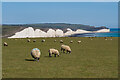TV5097 : Sheep grazing by Ian Capper