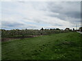TF4810 : Apple Orchard, Little Burrett Field by Jonathan Thacker
