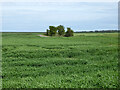 Farmland, Bradwell