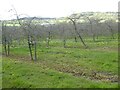 Apple orchard at Culm Pyne Barton