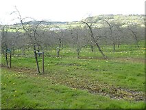ST1314 : Apple orchard at Culm Pyne Barton by David Smith