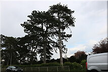 TL4454 : Conifers by Hauxton Road, Trumpington by David Howard