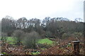 Woodland south of Smockham Farm