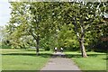 Avenue of trees on edge of Hornfair Park