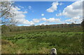 Field at the NE edge of Ystradgynlais