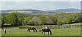 Horses at Lavington Stud Farm