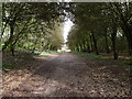 TG3830 : Driveway to Happisburgh Manor by David Pashley