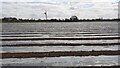 Field opposite Alstonby Hall with polythene sheets protecting crop