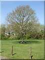 Seating under a tree at Wapley Nature Reserve