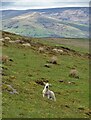 SK2180 : Lamb on Offerton Edge by Neil Theasby