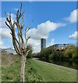 SK5803 : Dead tree along the River Soar/Grand Union Canal by Mat Fascione