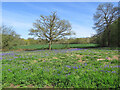 Newbourne: bluebells on the edge of Great Grove