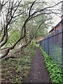 Path alongside the canal east of Wellington Road bridge