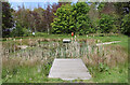 Pond at the Smallholding, Alloway