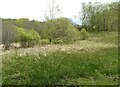 Marshy area beside the clubhouse