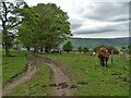 Cattle on Shedyard Farm