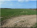 Chalky field, north of Lighthouse Road