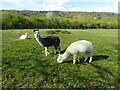 Alpacas in a field