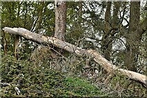 TL7768 : Cavenham: Fallen tree on the edge of the Risby Road Belt by Michael Garlick