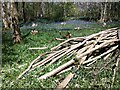 SK3781 : Coppicing in Newfield Spring Wood by Friends' Field, Moss Valley by A J Paxton