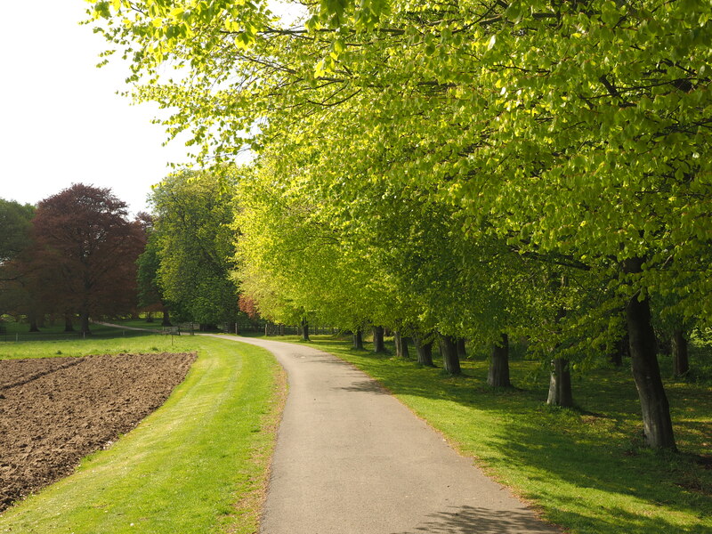 roadside-trees-in-the-grounds-of-hotham-andy-beecroft-geograph