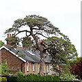 Tree and houses on the north side of Henfield Common