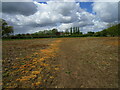 Footpath to Swinstead