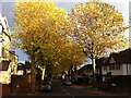 Autumn in Handsworth