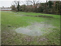 Two  freshwater  springs  running  on  Beverley  Westwood