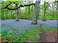 Bluebells in Far Walk, Lepton