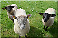 Friendly sheep, Kilgort