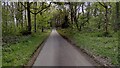 Driveway in Wytham Wood