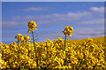 An oilseed rape crop at Seaview Farm