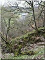 Steep wooded bank of the Findhorn