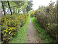 Gorse and tree enclosed path at Cairnfield Muir